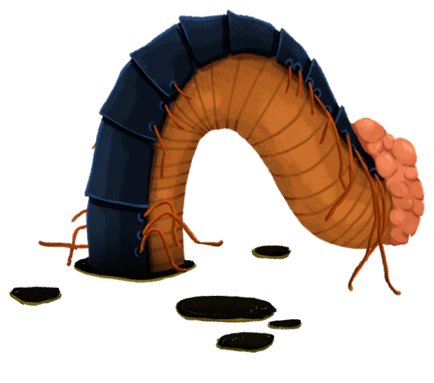 Decimillipede front segment